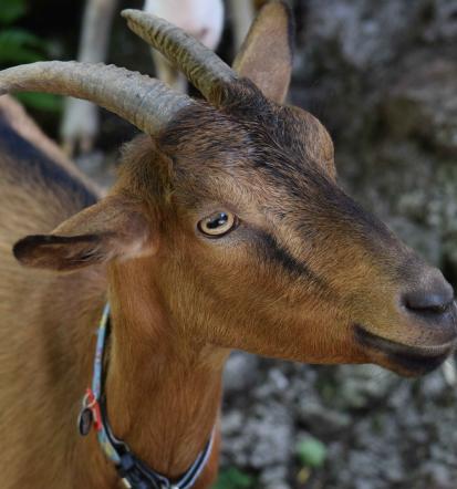 Dober ovčji sir Bovec, Goriška, Slovenija