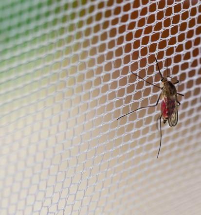 Montaža komarnikov Sloevenija