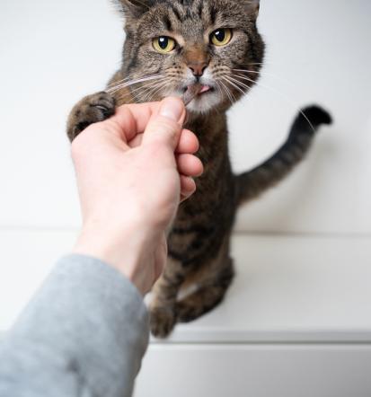 Premium hrana za mačke Pomurje