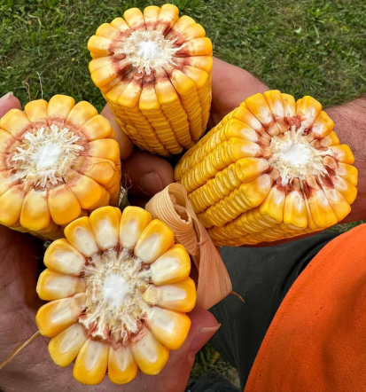 Prodaja semenske koruze Slovenija, AS hibridi za zrnje in silažo
