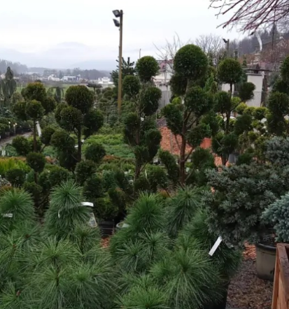 Prodaja žive meje Slovenija, vaš naravni ščit in dekoracija