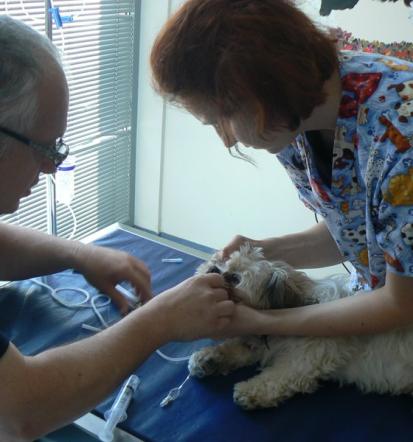 Veterinarska postaja Gornja Radgona