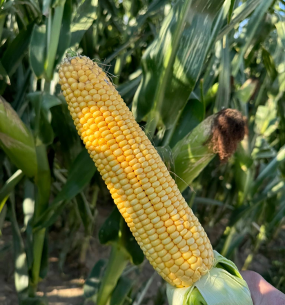 Prodaja semenske koruze Slovenija z možnostjo rabatov