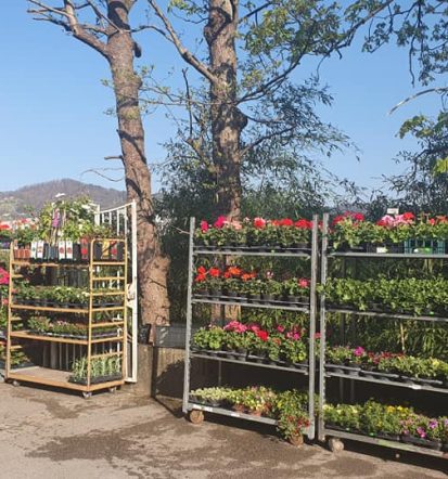 Unikatni cvetlični aranžmaji na Ptuju