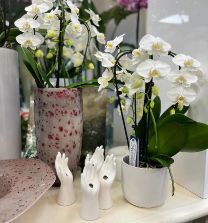 Hotelsko cvetje Slovenija