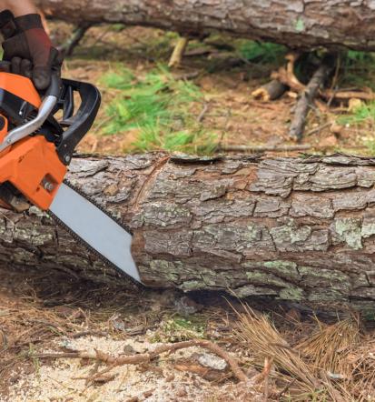 Odkup hlodovine Savinjska