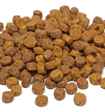 Zakaj je pomembna naravna in zdrava hrana za pse in mačke v Sloveniji