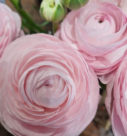 Cvetličarna Ptuj, Podravska, sveži šopki za vse priložnosti