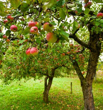 Jablane, hruške, češnje in slive, prodaja sadnega drevja Slovenija