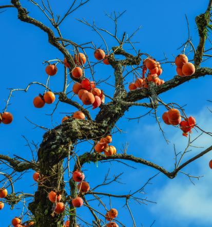 Nasveti za obrezovanje in nego sadnega drevja