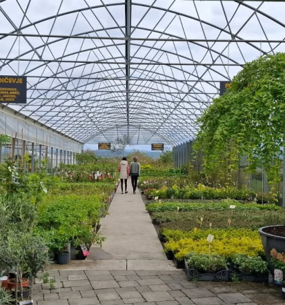 Prodaja trajnic in grmovnic Slovenija, vrtnarski nasveti in kvaliteta