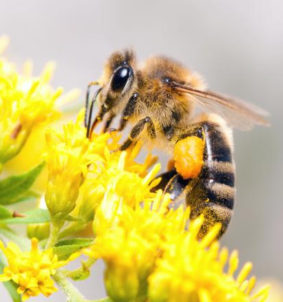 Apiterapija in apiturizem s Top Bee certifikatom