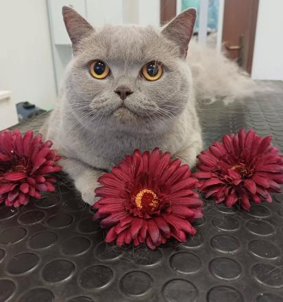 Salon za male živali Nova Gorica