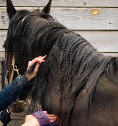 Poceni striženje konjev Savinjska