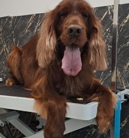 Dober pasji salon Domžale