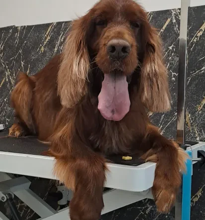 Dober pasji salon Domžale