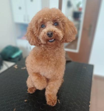 Salon za kužke Nova Gorica