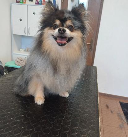 Nega živali Nova Gorica