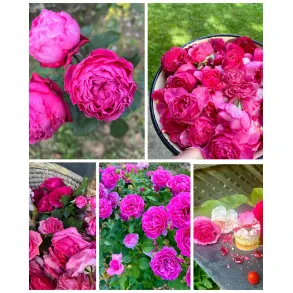 Posestvo Mala rosa