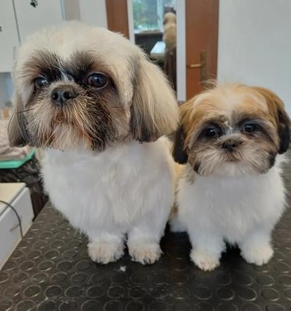 Nega psov Nova Gorica