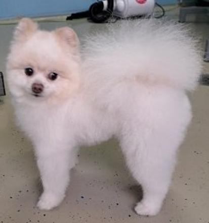 Salon za pse Savinjska