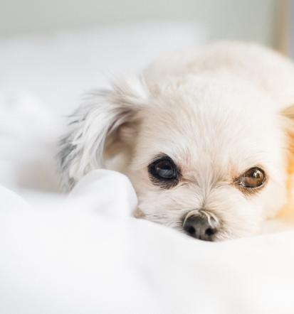 Najboljši pasji hotel Slovenija