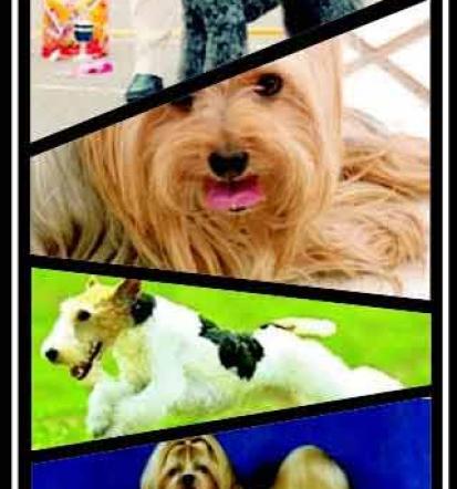 Striženje psov Savinjska