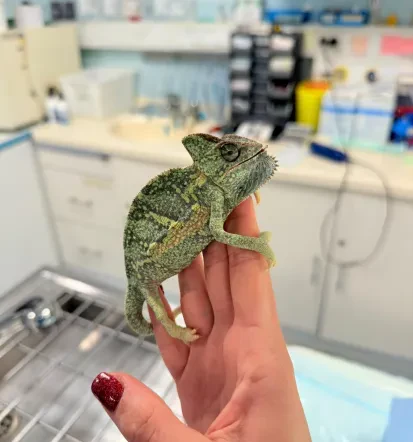 BUBA veterinarska ambulanta Ribnica, dobre veterinarskestoritve