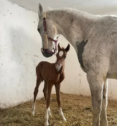Terapija in delavnica za konje Bohinj, Gorenjska