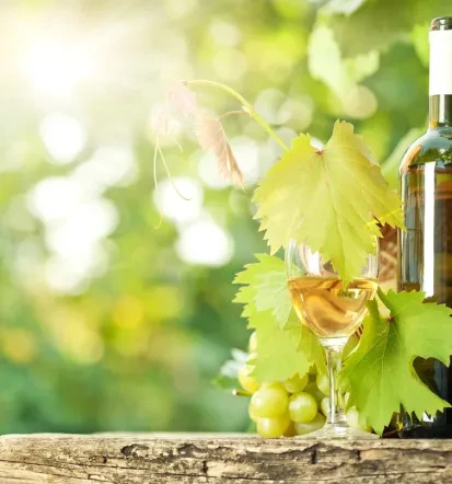 Degustacija vin Konrad Vaupotič, Haloze