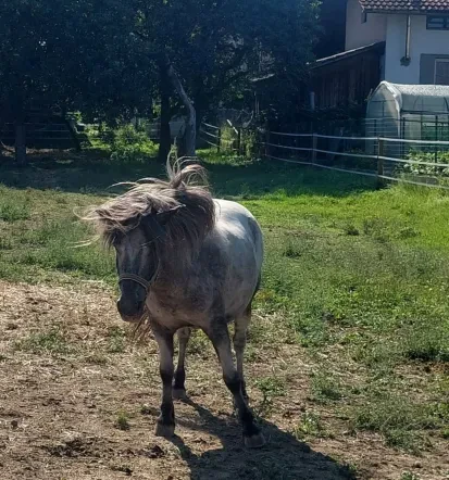 Jahanje konj za otroke Ljubljana