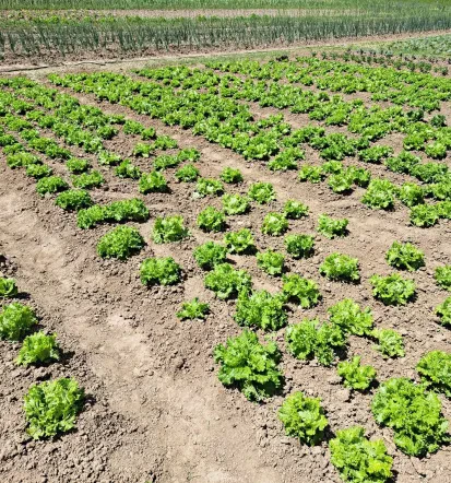 Sveža zelenjava iz ekološke, sezonske pridelave Cerkvenjak
