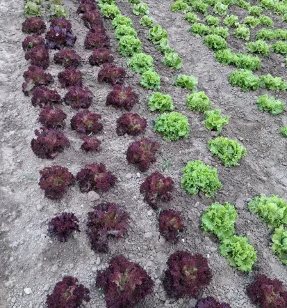 Ekološko pridelana zelenjava Štajerska
