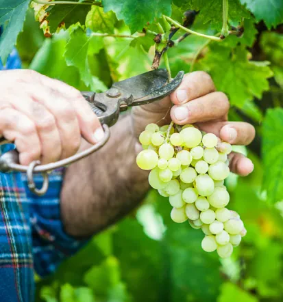 Vinogradniška kmetija Podlehnik za skupine do 45 oseb