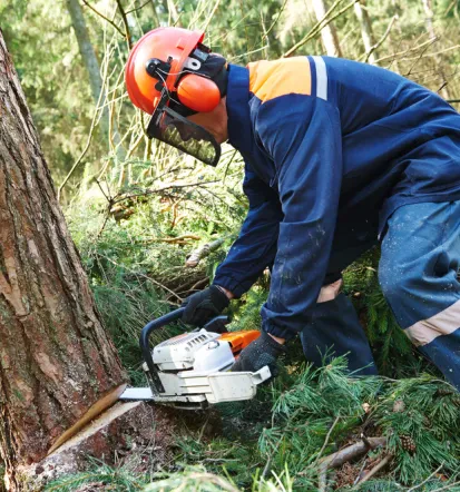 Ugodna sečnja in spravilo lesa Logatec
