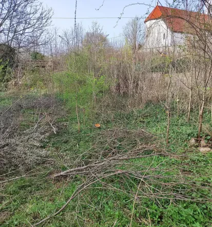Čiščenje zaraščenih površin z daljinsko vodenim mulčerjem Sežana, Primorska