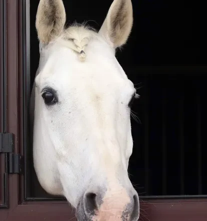 Otroške zabave s konji, Konjeniški klub Nika Gačnik, Miklavžu na Dravskem polju