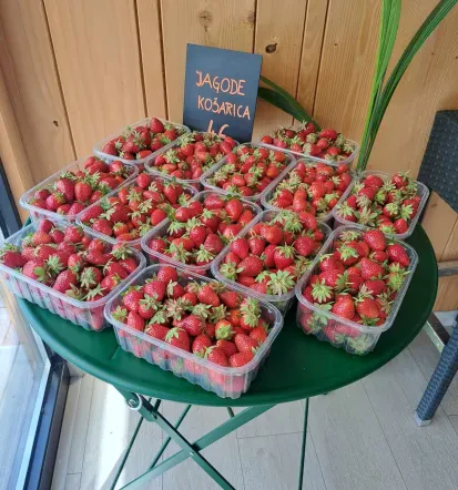 Domače jagode Pivka, Postojna