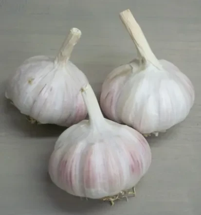 Kakovosten česen za domačo pridelavo in vrtnarjenje
