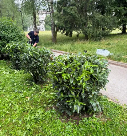 Obrezovanje drevja in živih mej Ljubljana, okolica