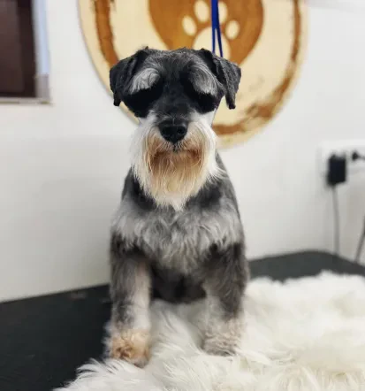 Pasji salon, nega psov Tržič, Gorenjska