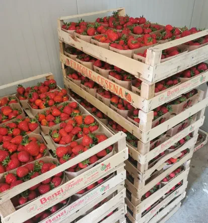 Jagode in maline Pivka