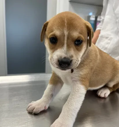 Veterinar Posavje, Hrvaška