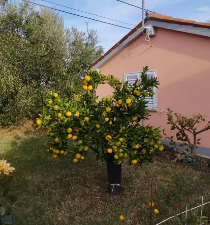 Počitnice Izola