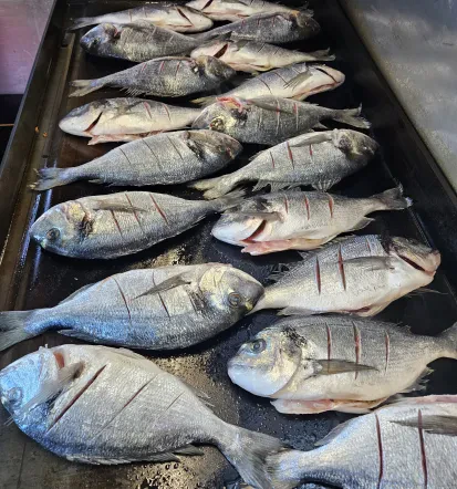 Experience an Authentic Adriatic Fish Picnic by Boat