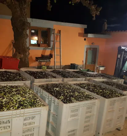 Najboljše domače ekstra deviško oljčno olje Primorska, Notranjska