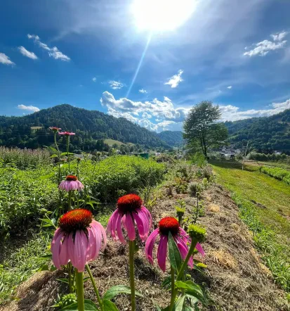 Eterična olja in zelišča Društvo zeliščarjev Slovenija