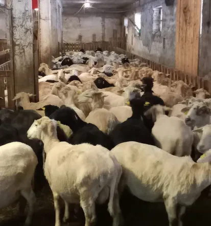 Domači mlečni izdelki iz ovčjega in kozjega mleka