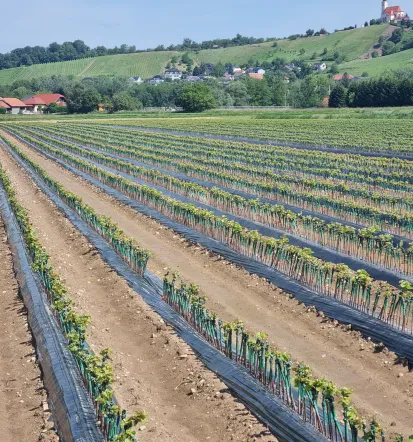 Prodaja trsnih cepljenk Štajerska, odlična izbira