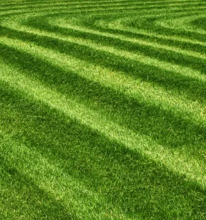 Sveže pokošena zelena trava
